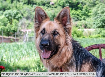 Owczarek niemiecki, długowłosy, brązowo- czarny